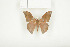  ( - BC-TB7927)  @12 [ ] Copyright (2010) Thierry Bouyer Research Collection of Phillipe Leonard
