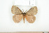  ( - BC-TB7966)  @14 [ ] Copyright (2010) Thierry Bouyer Research Collection of Phillipe Leonard