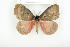  ( - BC-TB7980)  @14 [ ] Copyright (2010) Thierry Bouyer Research Collection of Phillipe Leonard