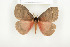  ( - BC-TB7981)  @14 [ ] Copyright (2010) Thierry Bouyer Research Collection of Phillipe Leonard