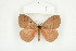  ( - BC-TB7998)  @13 [ ] Copyright (2010) Thierry Bouyer Research Collection of Phillipe Leonard