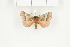  ( - BC-TB8009)  @13 [ ] Copyright (2010) Thierry Bouyer Research Collection of Phillipe Leonard