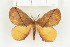  (Epijana cosima - BC-TB8020)  @14 [ ] Copyright (2010) Thierry Bouyer Research Collection of Phillipe Leonard