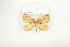  ( - BC-TB8063)  @12 [ ] Copyright (2010) Thierry Bouyer Research Collection of Phillipe Leonard