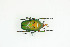  (Eudicella - BC-TB9043)  @15 [ ] Copyright (2012) Thierry Bouyer Research Collection of Thierry Bouyer