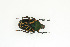  ( - BC-TB9069)  @14 [ ] Copyright (2012) Thierry Bouyer Research Collection of Thierry Bouyer