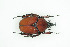  (Fornasinius russus - BC-TB9111)  @13 [ ] Copyright (2012) Thierry Bouyer Research Collection of Thierry Bouyer