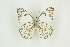  (Belenois gidica - BC-TB9414)  @14 [ ] Copyright (2012) Thierry Bouyer Research Collection of Thierry Bouyer