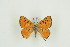  (Cigaritis maxima - BC-TB9594)  @13 [ ] Copyright (2012) Thierry Bouyer Research Collection of Thierry Bouyer