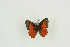 ( - BC-TB9692)  @13 [ ] Copyright (2012) Thierry Bouyer Research Collection of Thierry Bouyer