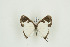  ( - BC-TB9709)  @12 [ ] Copyright (2012) Thierry Bouyer Research Collection of Thierry Bouyer