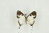  ( - BC-TB9711)  @12 [ ] Copyright (2012) Thierry Bouyer Research Collection of Thierry Bouyer