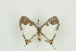  ( - BC-TB9717)  @12 [ ] Copyright (2012) Thierry Bouyer Research Collection of Thierry Bouyer