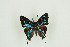  ( - BC-TB9826)  @11 [ ] Copyright (2012) Thierry Bouyer Research Collection of Thierry Bouyer