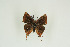  ( - BC-TB9839)  @14 [ ] Copyright (2012) Thierry Bouyer Research Collection of Thierry Bouyer