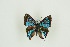 ( - BC-TB9853)  @13 [ ] Copyright (2012) Thierry Bouyer Research Collection of Thierry Bouyer