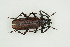  ( - BC-TB9922)  @13 [ ] Copyright (2012) Thierry Bouyer Research Collection of Thierry Bouyer