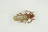  ( - BC-TB9949)  @12 [ ] Copyright (2012) Thierry Bouyer Research Collection of Thierry Bouyer