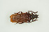  ( - BC-TB9963)  @13 [ ] Copyright (2012) Thierry Bouyer Research Collection of Thierry Bouyer