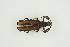  ( - BC-TB9967)  @13 [ ] Copyright (2012) Thierry Bouyer Research Collection of Thierry Bouyer