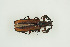  ( - BC-TB9968)  @13 [ ] Copyright (2012) Thierry Bouyer Research Collection of Thierry Bouyer
