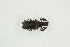  ( - BC-TB9971)  @11 [ ] Copyright (2012) Thierry Bouyer Research Collection of Thierry Bouyer