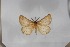  (Phyllalia uniformis - BC-TB5558)  @11 [ ] Copyright (2010) Unspecified Research Collection of Thierry Bouyer