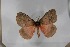  (Hoplojana roseobrunnea - BC-TB5567)  @14 [ ] Copyright (2010) Unspecified Research Collection of Thierry Bouyer