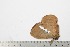  (Hoplojana sp. 1-TB - BC-TB2016)  @13 [ ] Copyright (2010) Unspecified Research Collection of Thierry Bouyer