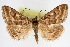  (Pyrausta canotinctalis - CNCLEP00075170)  @11 [ ] CreativeCommons - Attribution Non-Commercial Share-Alike (2010) Jean-Francois Landry, CNC and Zhaofu Yang, BIO Canadian National Collections
