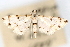  (Pycnarmon sp. 3ZY - CNCLEP00075431)  @11 [ ] CreativeCommons - Attribution Non-Commercial Share-Alike (2010) Jean-Francois Landry, CNC and Zhaofu Yang, BIO Canadian National Collections