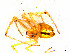  ( - AR8500)  @12 [ ] Copyright (2012) Christian Kropf Natural Historical Museum Bern