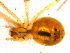 (Enoplognatha nr. latimana - AR8429)  @12 [ ] Copyright (2012) Christian Kropf Natural Historical Museum Bern
