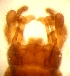 (Dicranota brevicornis - PPDPB-RO-01-01)  @12 [ ] Unspecified (default): All Rights Reserved  Unspecified Unspecified