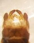  (Dicranota gracilipes - PPDPG-RO-02-01)  @13 [ ] Unspecified (default): All Rights Reserved  Unspecified Unspecified