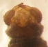  (Dicranota sp - PPDPBU-RO-01-03)  @12 [ ] Unspecified (default): All Rights Reserved  Unspecified Unspecified