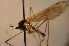  ( - TAL-HU-28-06)  @13 [ ] CreativeCommons - Attribution Non-Commercial Share-Alike (2014) Unspecified Univerity Babes-Bolyai, Hungarian Dept. of Biology and Ecology