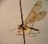  ( - TAL-LUX-01-01)  @13 [ ] CreativeCommons - Attribution Non-Commercial Share-Alike (2014) Unspecified Univerity Babes-Bolyai, Hungarian Dept. of Biology and Ecology