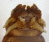  (Tipula balcanica - TL-BG-01-01)  @12 [ ] Unspecified (default): All Rights Reserved  Unspecified Unspecified