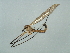  (Pedicia occulta - PAO-RO-13-3)  @13 [ ] CreativeCommons - Attribution (2010) Unspecified Centre for Biodiversity Genomics