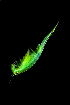  (Chirocephalus - SNME4)  @11 [ ] CreativeCommons  Attribution Non-Commercial Share-Alike (2019) Ján Kautman Slovak National Museum-Natural History Museum