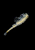  (Chirocephalus carnuntanus - SNME7)  @11 [ ] CreativeCommons  Attribution Non-Commercial Share-Alike (2019) Ján Kautman Slovak National Museum-Natural History Museum