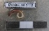  (Lumbricus friendi - EW-BEL18-0122)  @11 [ ] CreativeCommons - Attribution Non-Commercial Share-Alike (2019) Quentin Gabriac Universite Montpellier, CEFE Lab