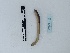  (Lumbricus bouchei - DFM-0966)  @11 [ ] by-nc-sa (2022) Thibaud Decaëns Universite Montpellier, CEFE Lab