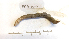  (Vignysa teres - DFM-0011)  @11 [ ] by-nc-sa (2021) Daniel Fernandez Marchan Universite Montpellier, CEFE Lab