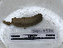  ( - DFM-0580)  @11 [ ] by-nc-sa (2021) Thibaud Decaëns Universite Montpellier, CEFE Lab