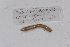  ( - EW-GAB.LBV-0200)  @12 [ ] Copyright (2012) Thibaud Decaens Laboratoire ECODIV, Univ Rouen