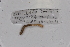  (Iridodrilus OTU27 - EW-GAB.LBV-0004)  @12 [ ] Copyright (2012) Thibaud Decaens Laboratoire ECODIV, Univ Rouen