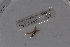 ( - EW-Lope11-0011)  @12 [ ] Copyright (2012) Thibaud Decaens Laboratoire ECODIV, Univ Rouen