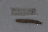  ( - EW-Lope11-0022)  @12 [ ] Copyright (2012) Thibaud Decaens Laboratoire ECODIV, Univ Rouen